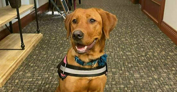 A smiling reddish-brown Labrador dog sits indoors on a patterned carpet, wearing a black harness with a reflective stripe and a blue collar with a decorative flower and bell.